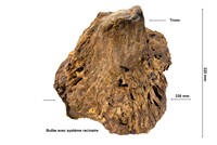 Bulbe d'arecaceae